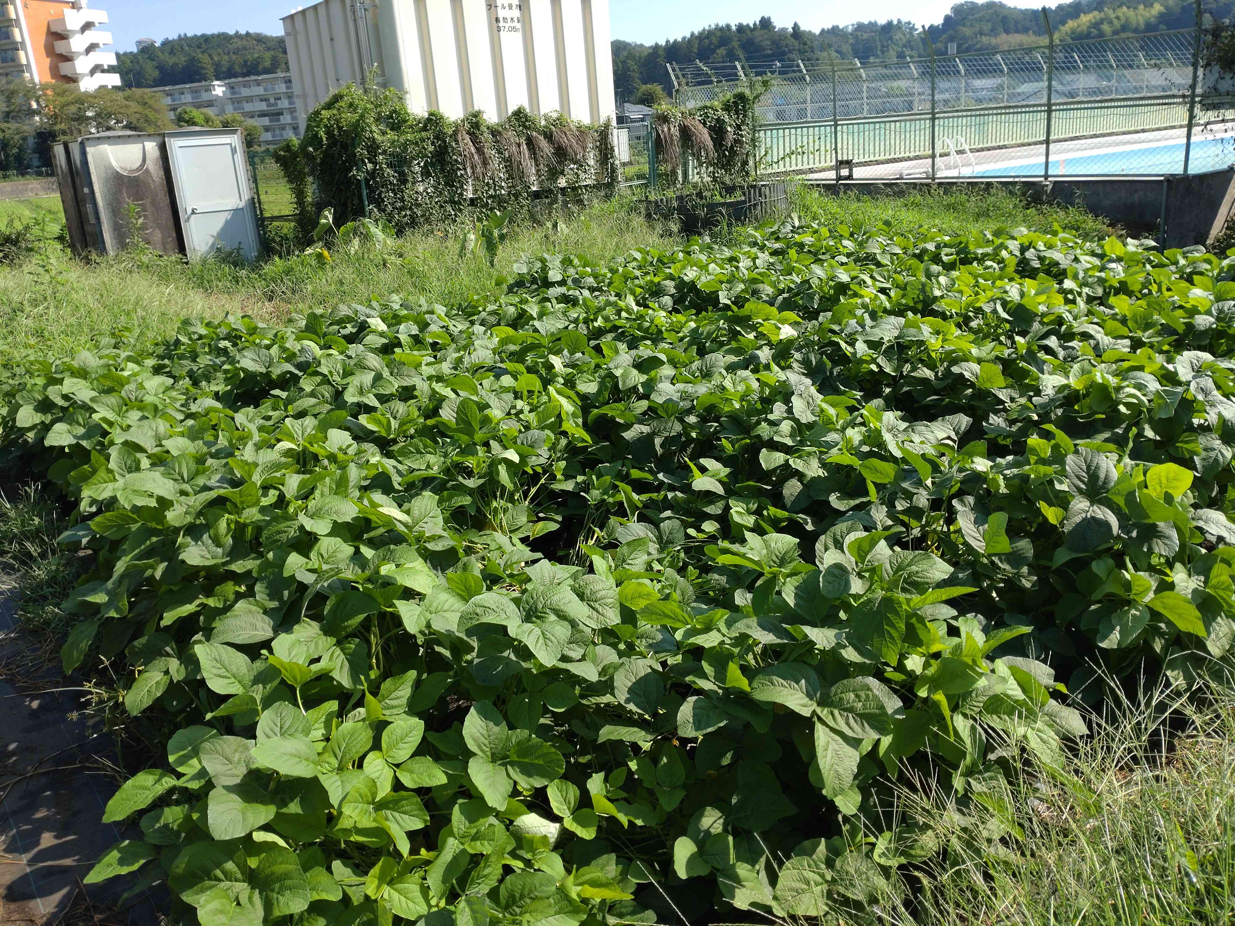 ８月１９日（火）